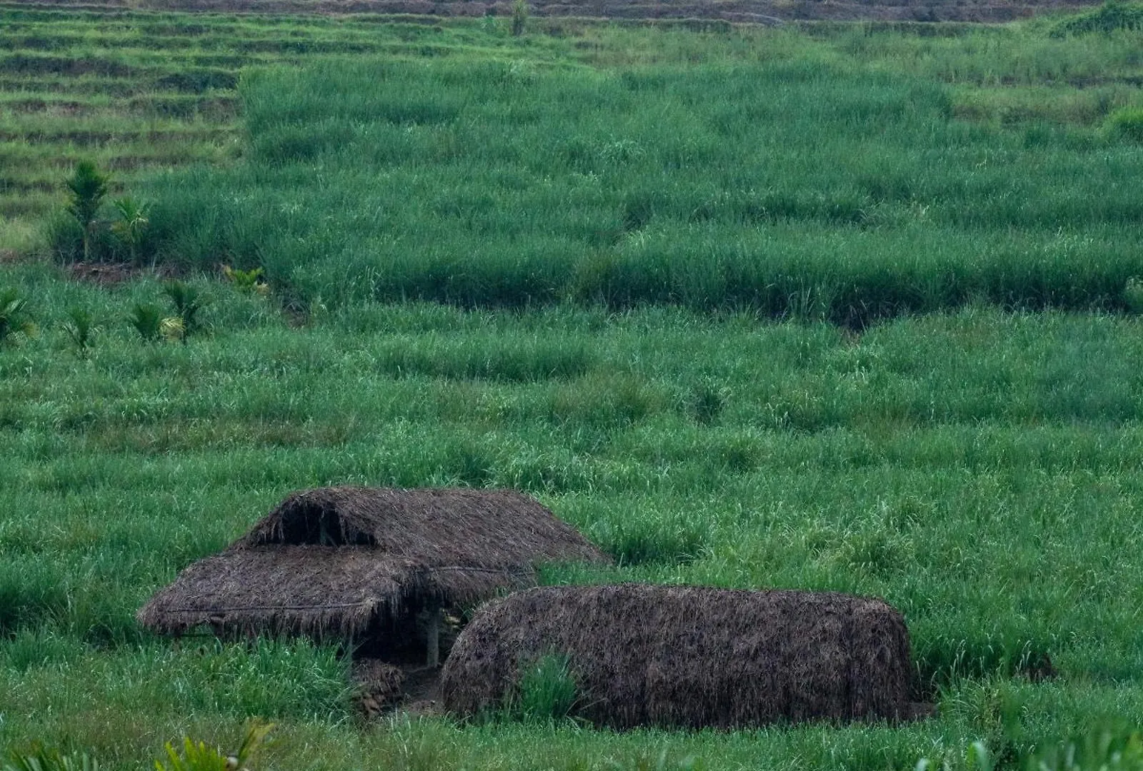Resort The Mudhouse Marayoor Hotel Munnar India